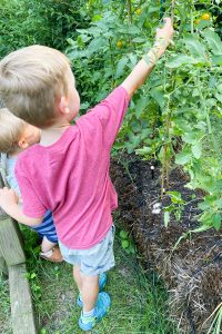 boy picking tomatoes for straw bale garden.
